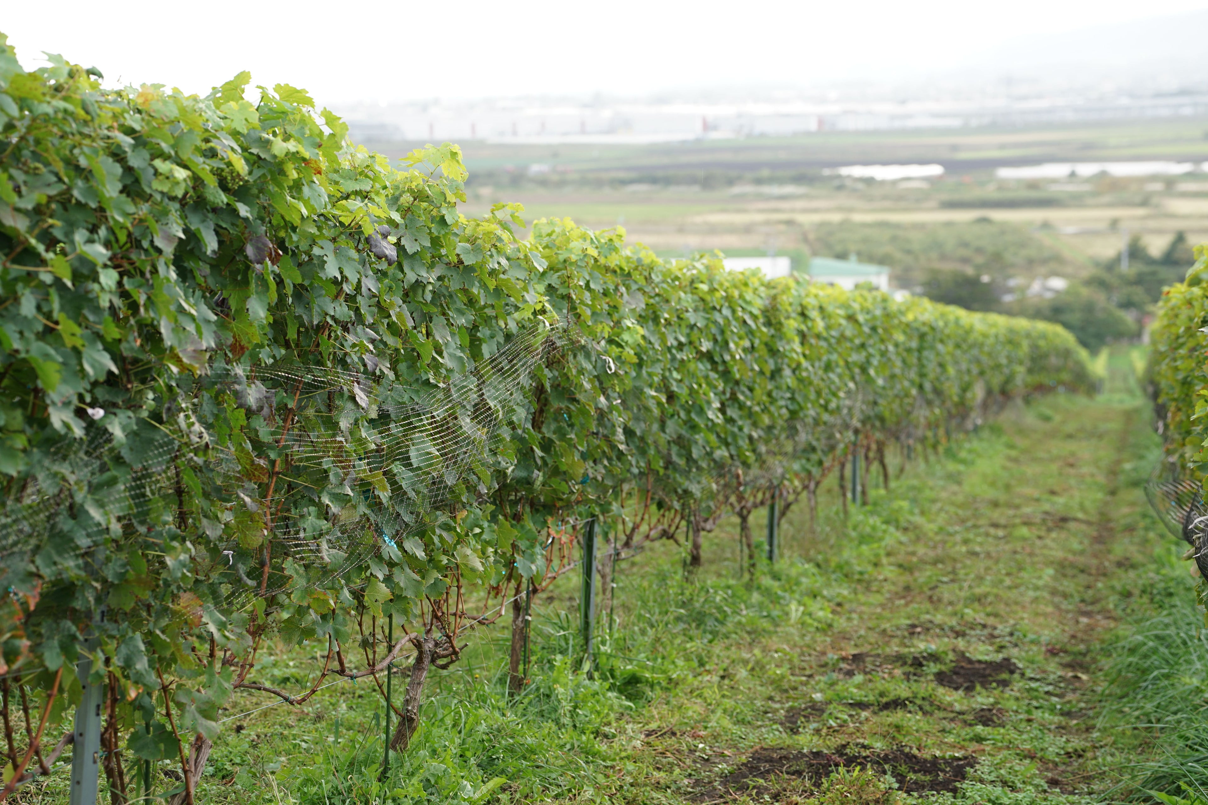 DSC00109_Original (1).jpg__PID:8faed1cf-cfc6-41f7-a5a9-ce670a62973f