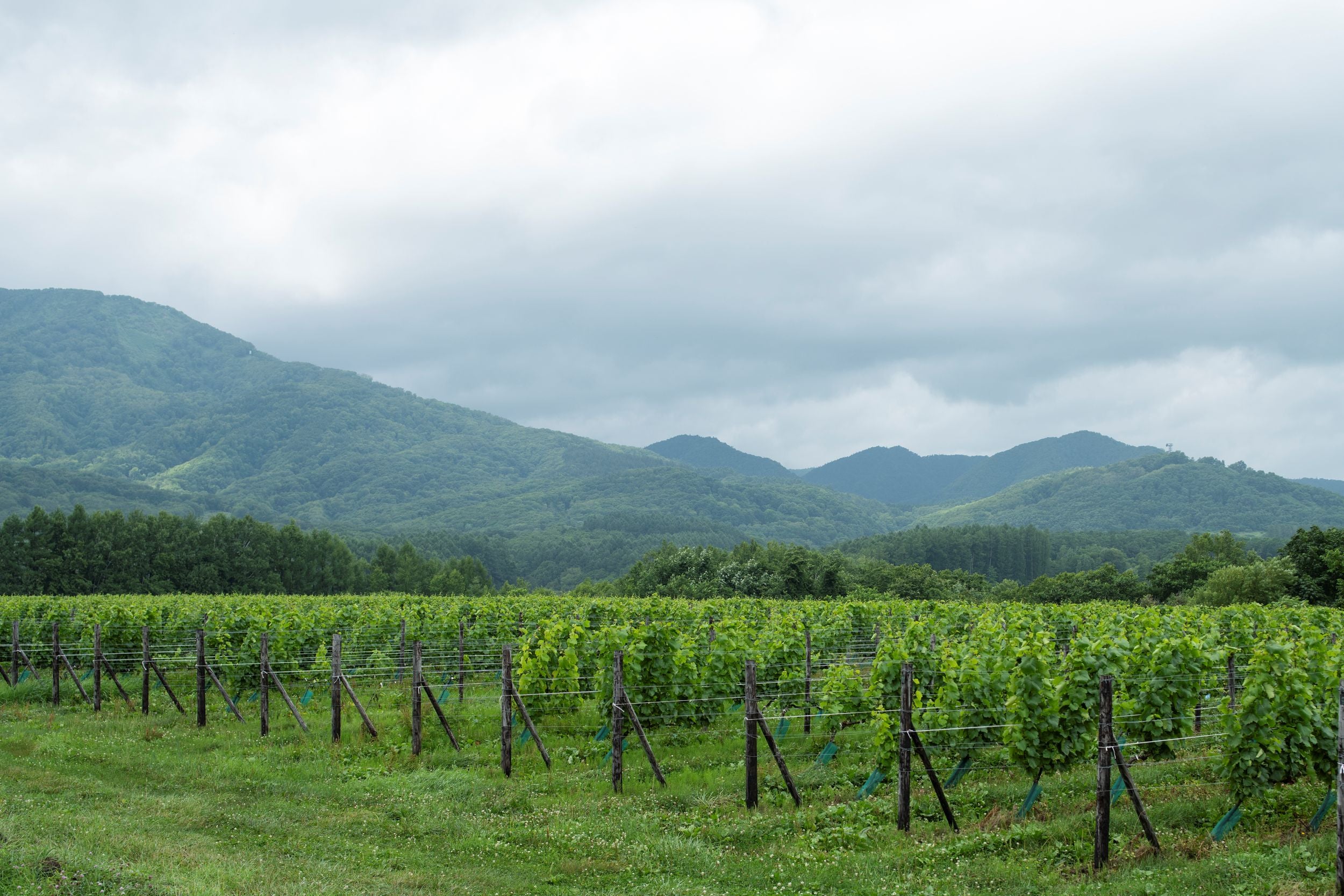 【飲み比べ】Symn-シン- 白 Bold&Low2本セット